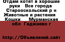 Отдам котят в хорошие руки - Все города, Старооскольский р-н Животные и растения » Кошки   . Мурманская обл.,Гаджиево г.